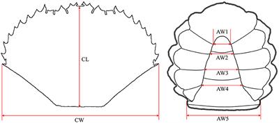 Evidence of Sex Differentiation Based on Morphological Traits During the Early Development Stage of Mud Crab Scylla paramamosain